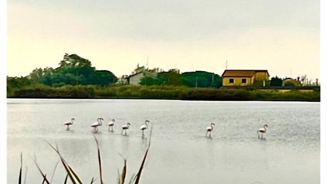 Photo of Others in Comacchio