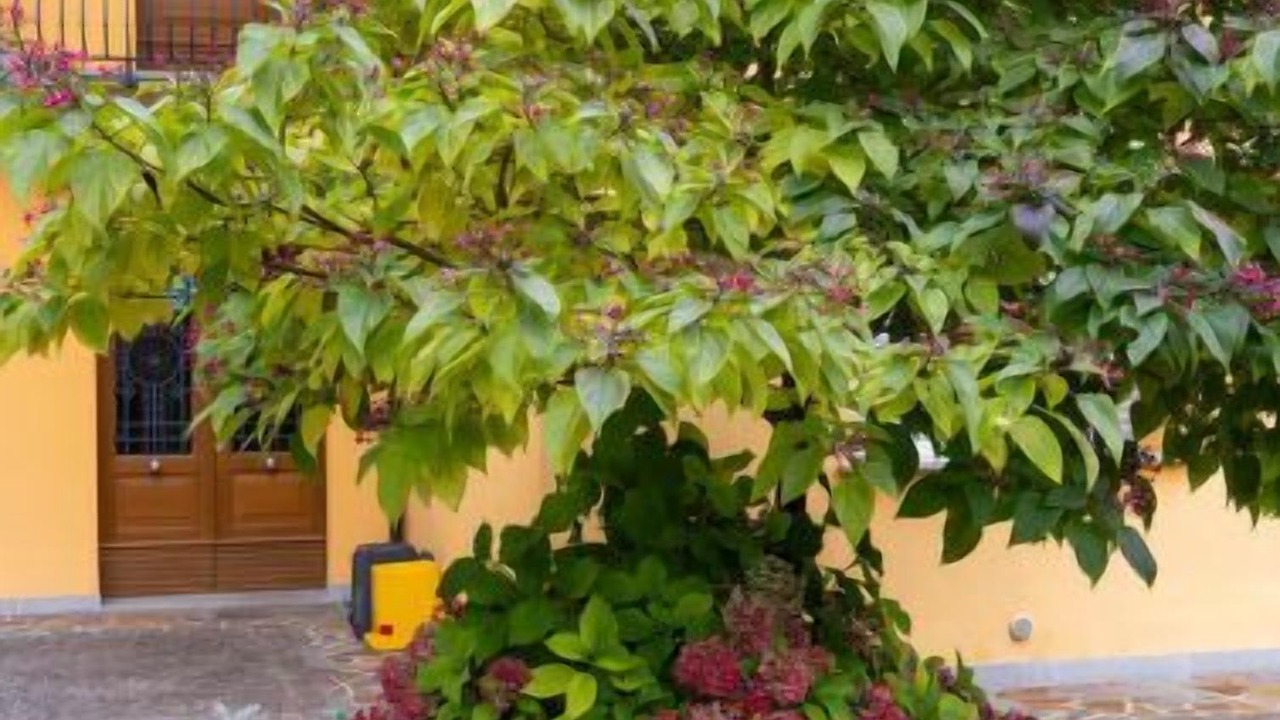 Photo of Others in Ovaro