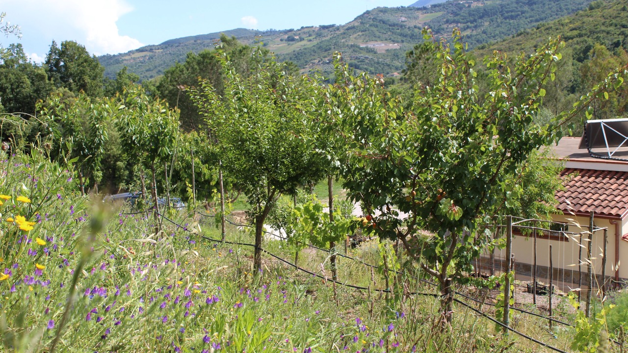 Photo of Outdoor in Cicerale