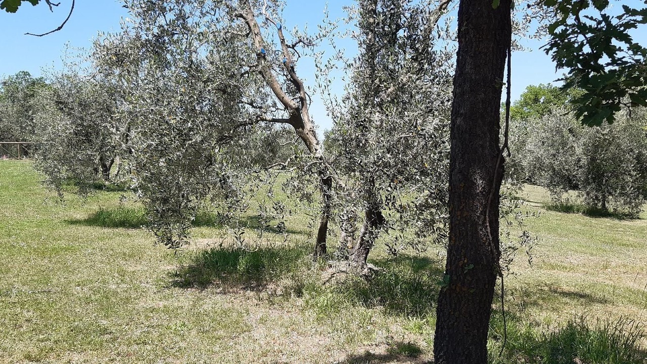 Photo of Outdoor in Marciano della Chiana