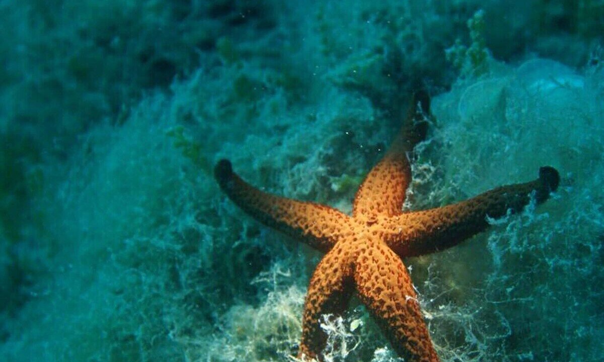 Photo of Others in Isola di Capo Rizzuto