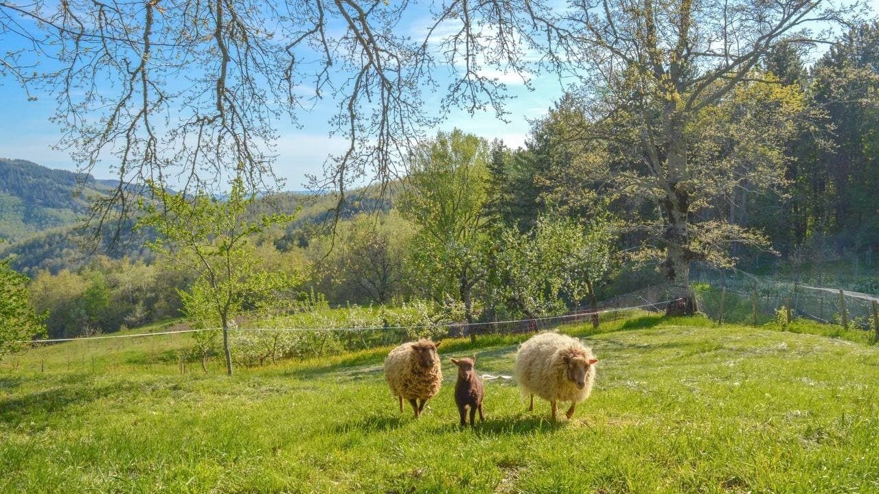 Photo of Others in Chiusi della Verna