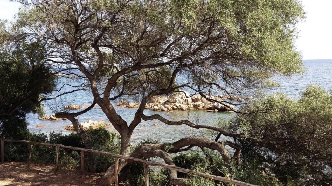 Photo of Others in Baunei