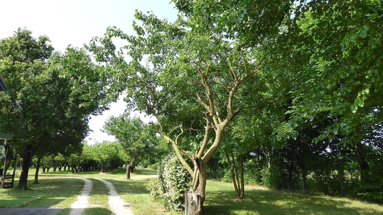 Photo of Outdoor in Silea