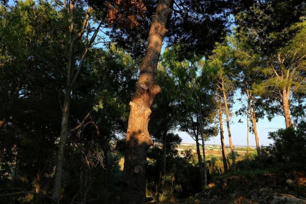 Photo of Others in Racale