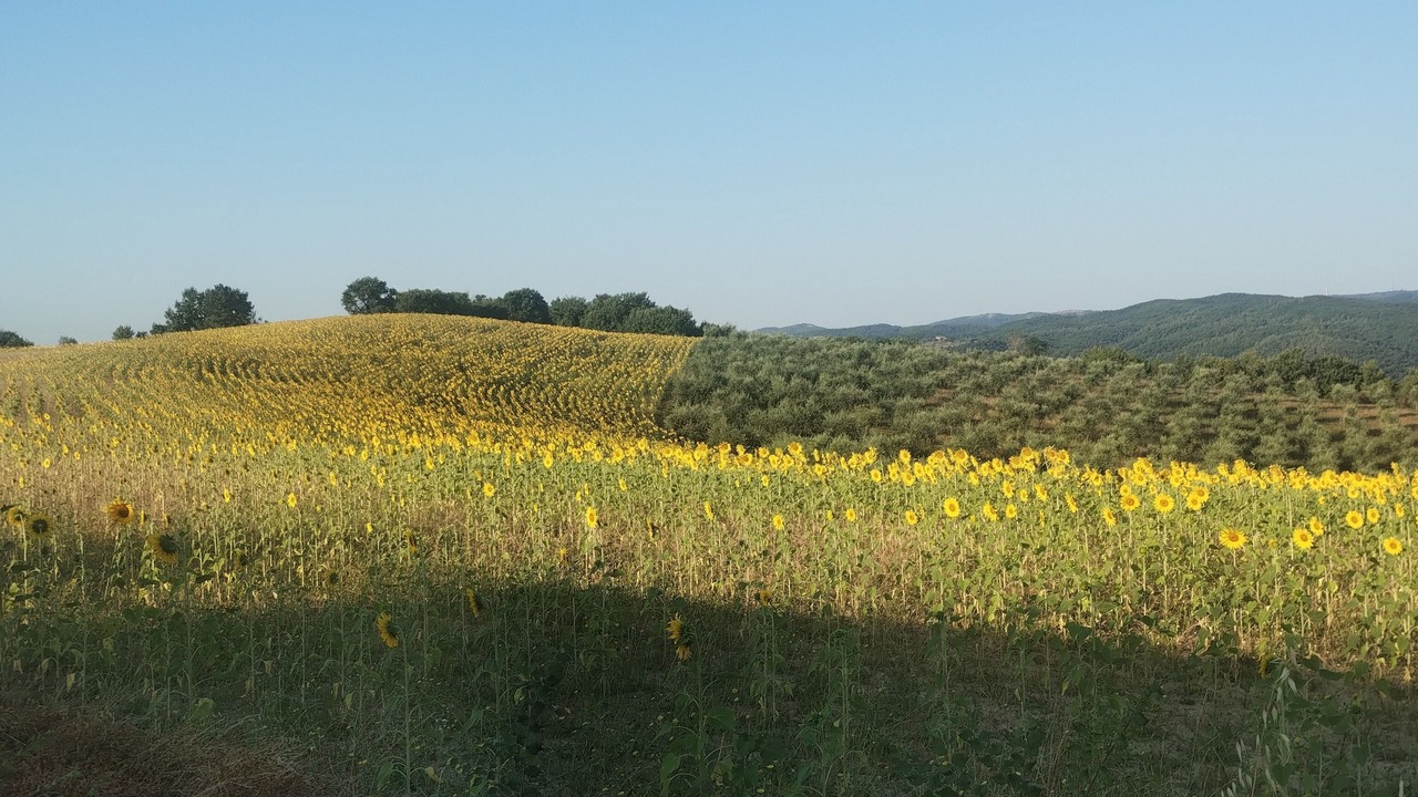 Photo of Outdoor in San Venanzo