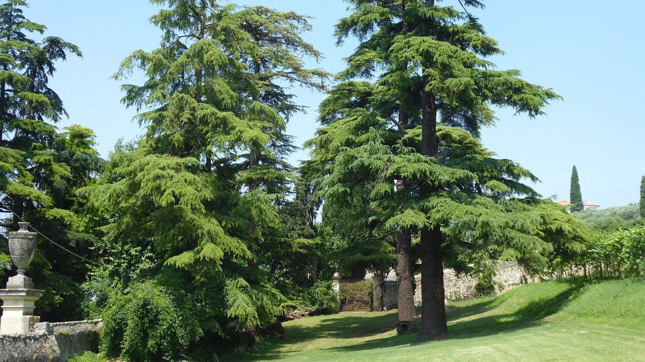 Photo of Outdoor in Colognola ai Colli