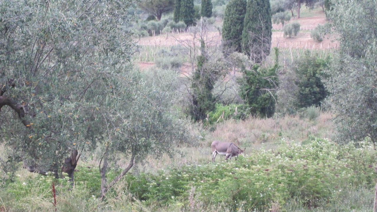 Photo of Outdoor in Passignano sul Trasimeno