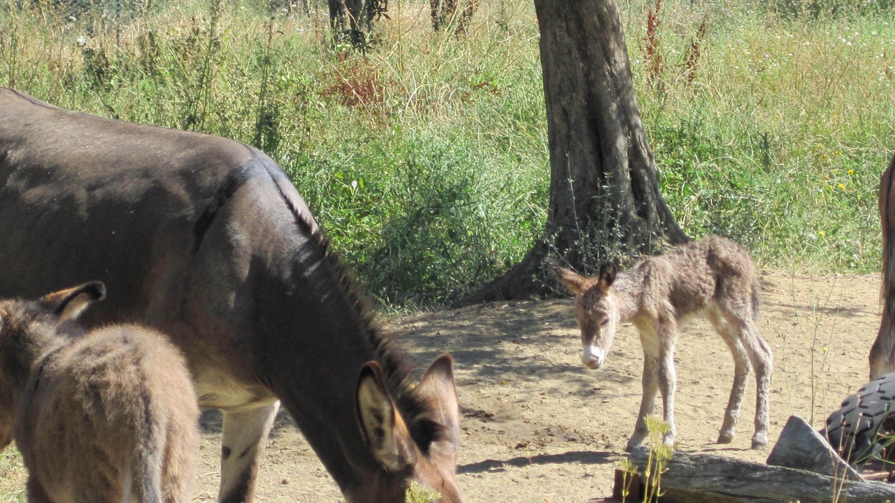 Photo of Outdoor in Passignano sul Trasimeno
