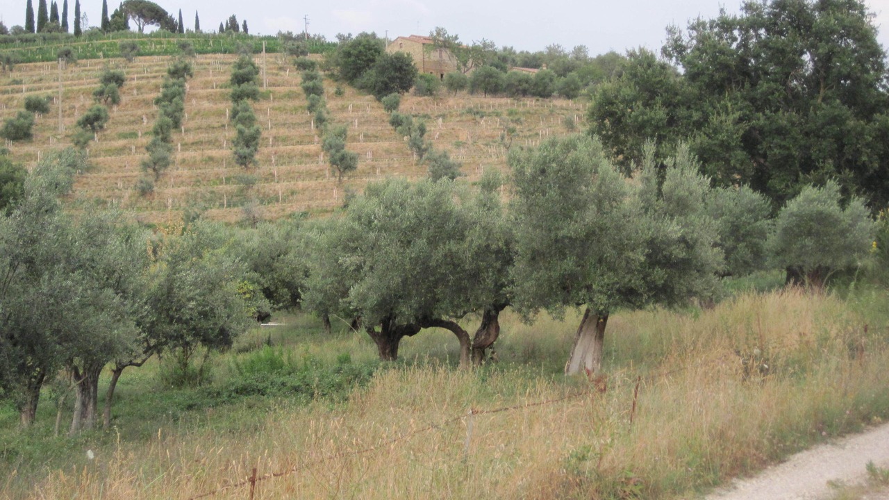 Photo of Outdoor in Passignano sul Trasimeno