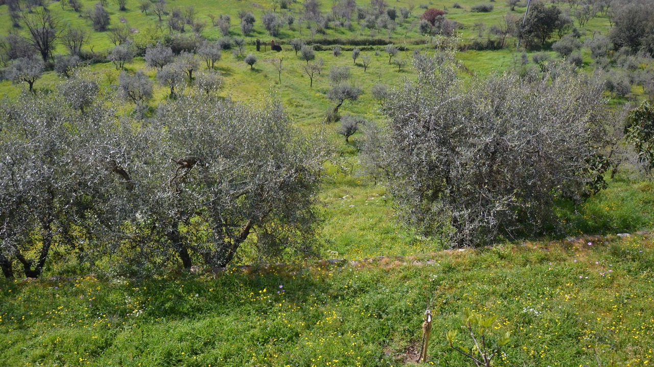 Photo of Outdoor in Florence
