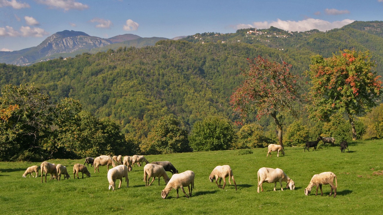 Photo of Others in Pieve Fosciana