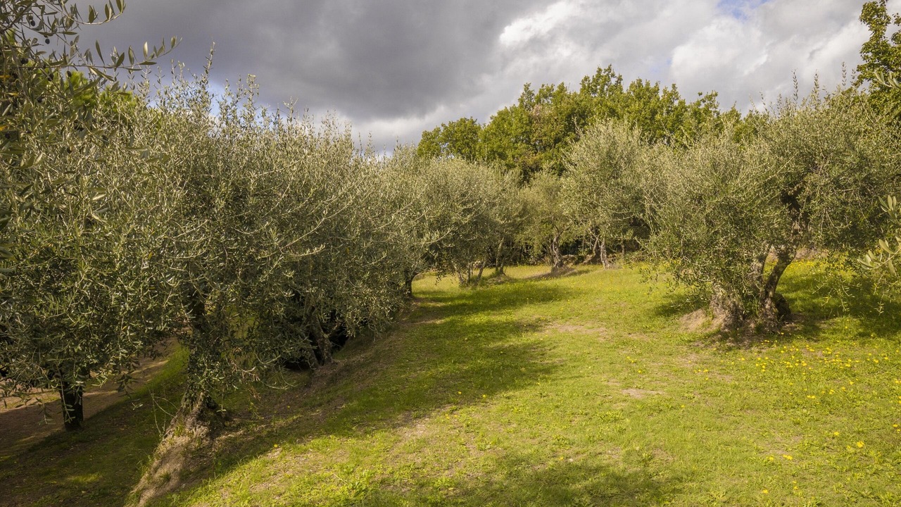 Photo of Others in Sarzana