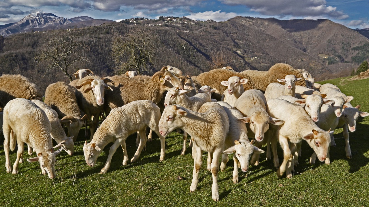 Photo of Others in Pieve Fosciana