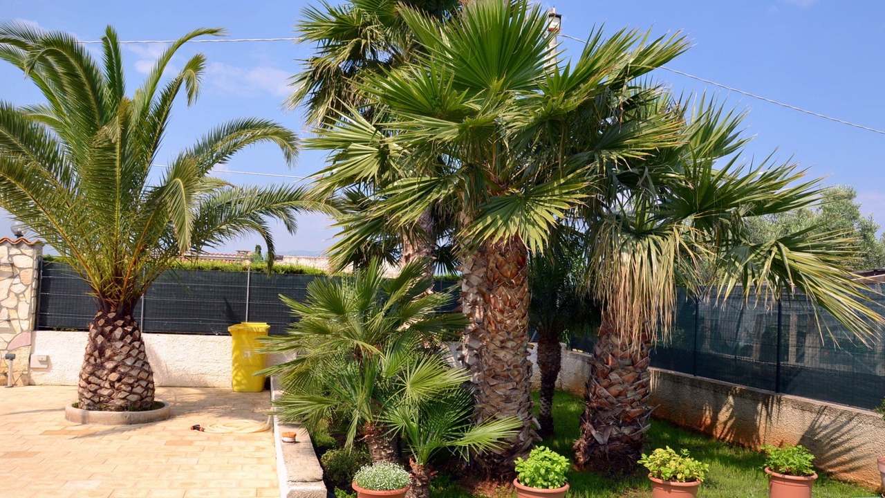 Photo of Outdoor in Partinico