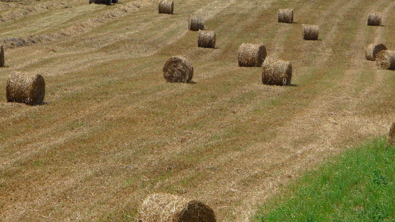 Photo of Others in Vinci