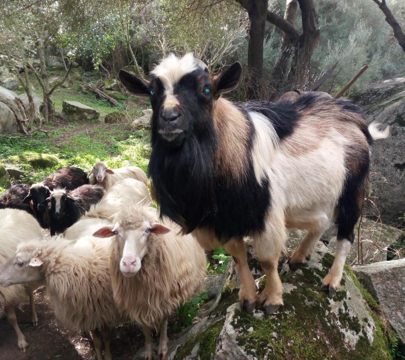 Photo of Others in Sa Castangia