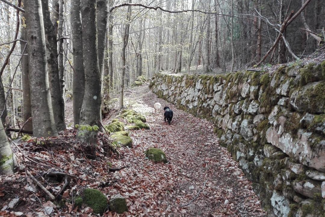 Photo of Buildings in Pievepelago