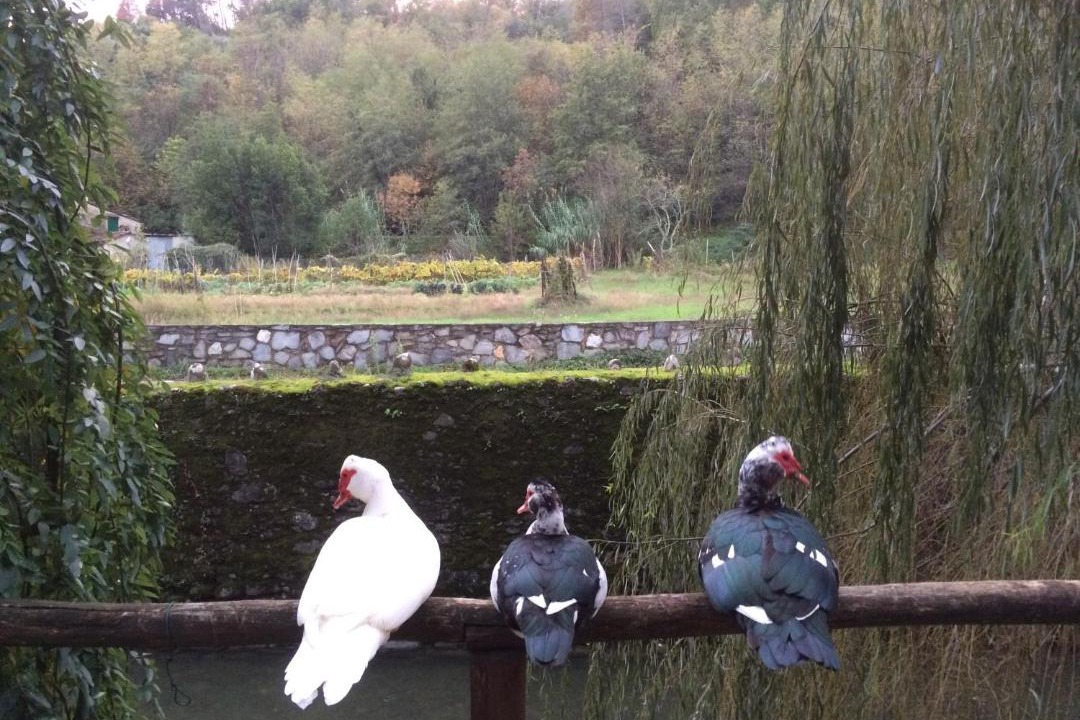 Photo of Others in Pistoia