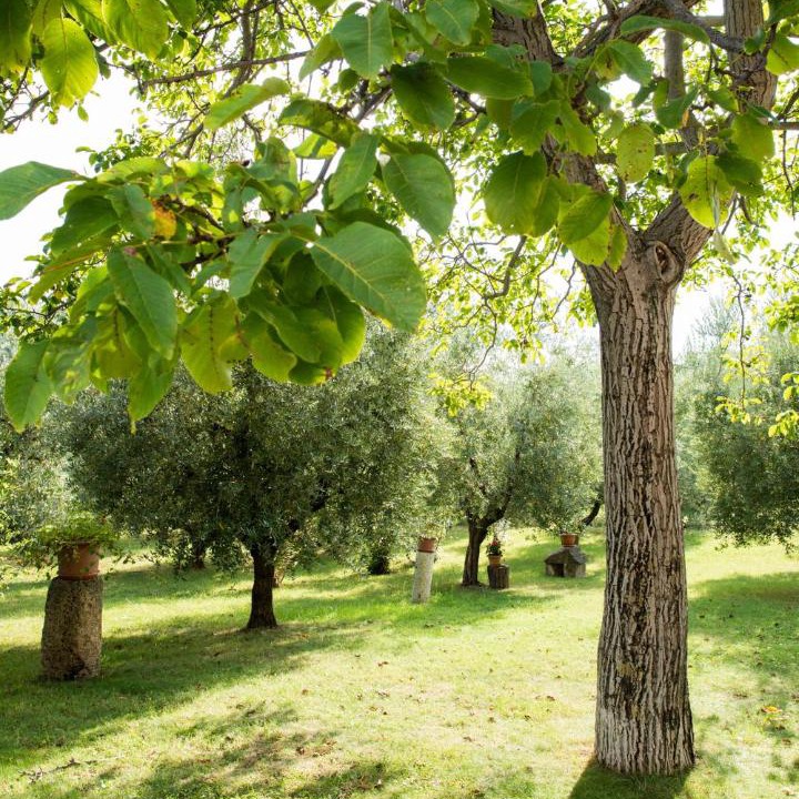 Photo of Outdoor in Ascoli Piceno