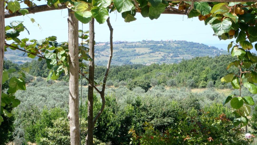 Photo of Others in Massa Marittima