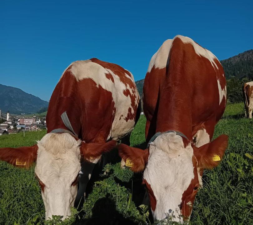 Photo of Others in San Candido
