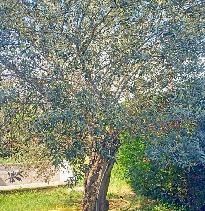 Photo of Outdoor in Crecchio