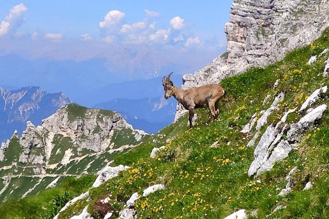 Photo of Others in Sella Nevea
