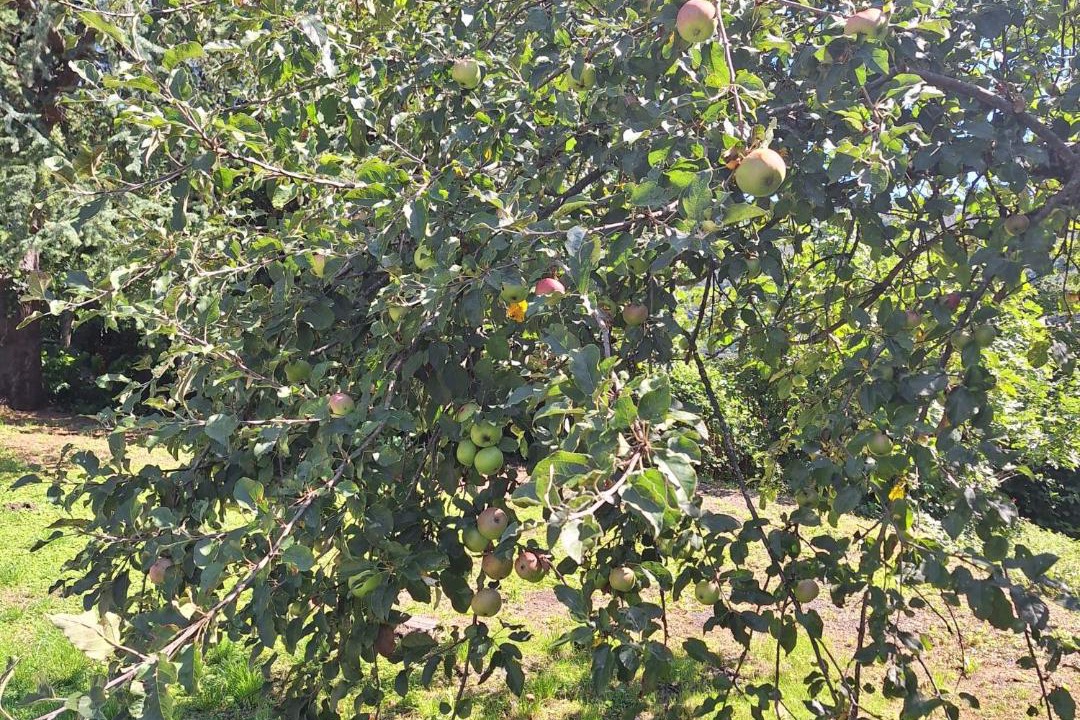 Photo of Outdoor in Berbenno