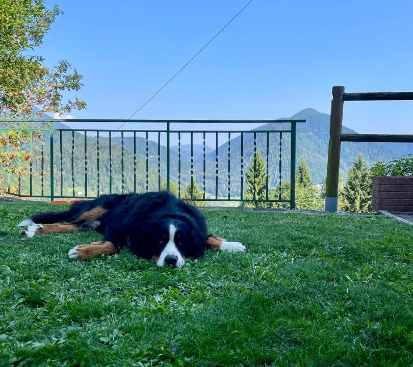 Photo of Others in Pieve Tesino