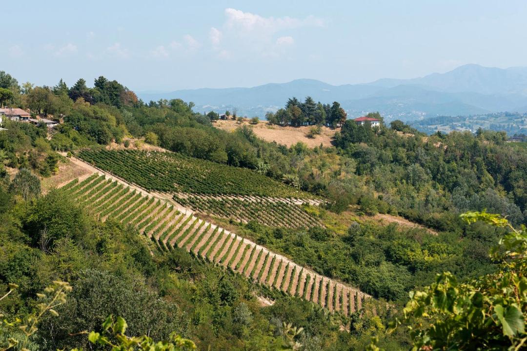 Photo of Others in Rocca Grimalda