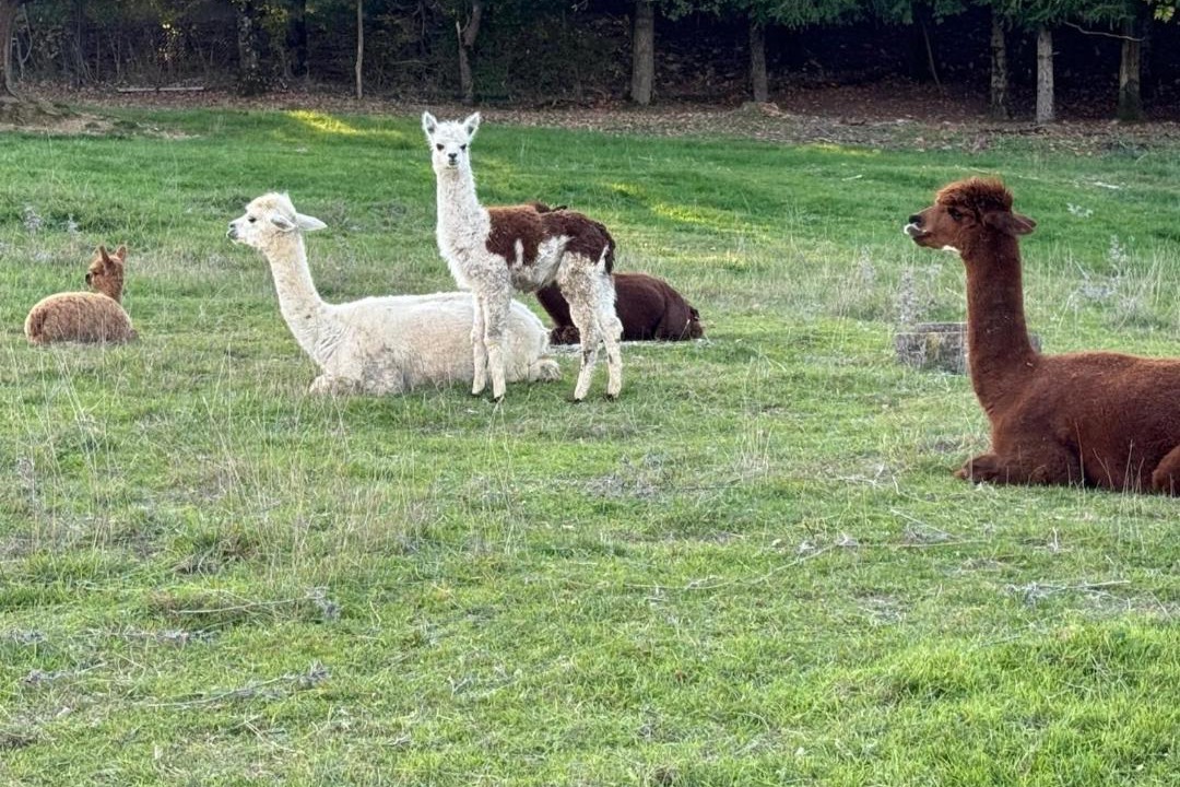 Photo of Others in San Venanzo