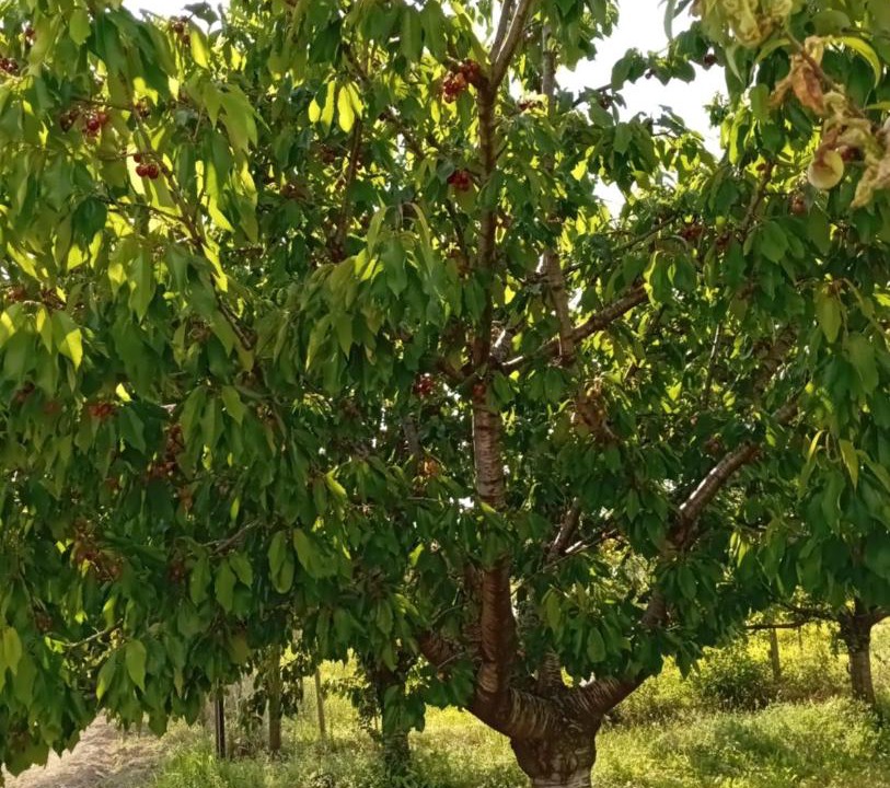 Photo of Outdoor in Farra dʼlsonzo