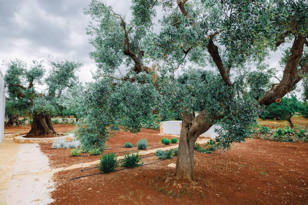 Photo of Others in Ostuni
