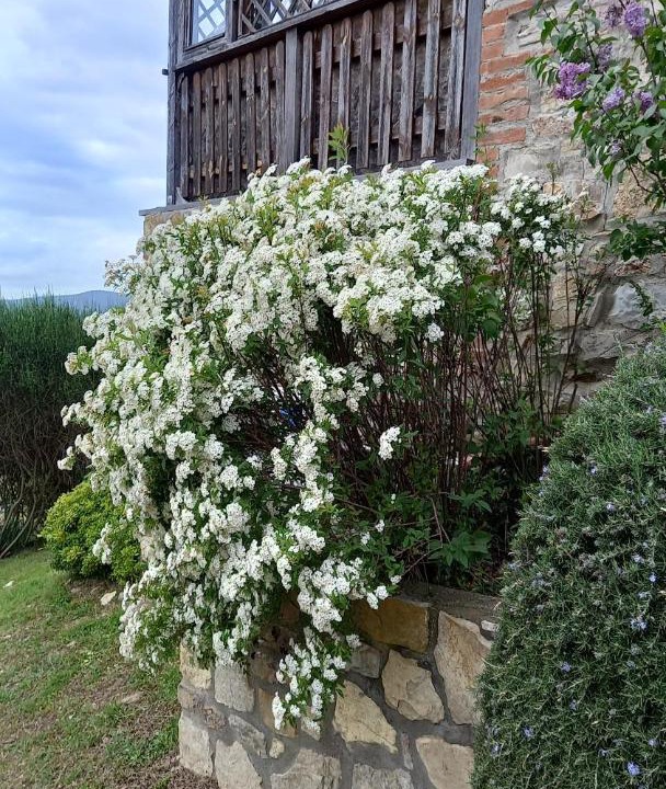 Photo of Others in Rapolano Terme