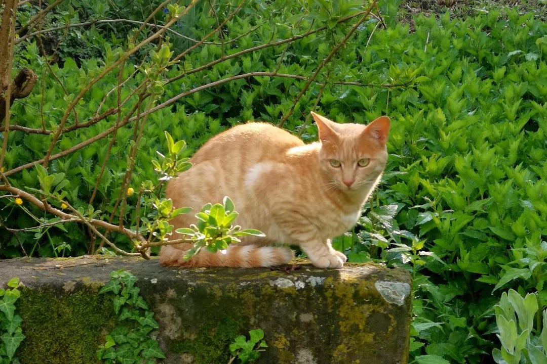 Photo of Outdoor in Stazzano