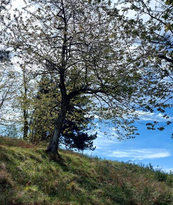 Photo of Others in Fosciandora