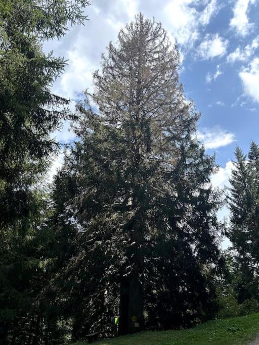 Photo of Outdoor in Danta di Cadore