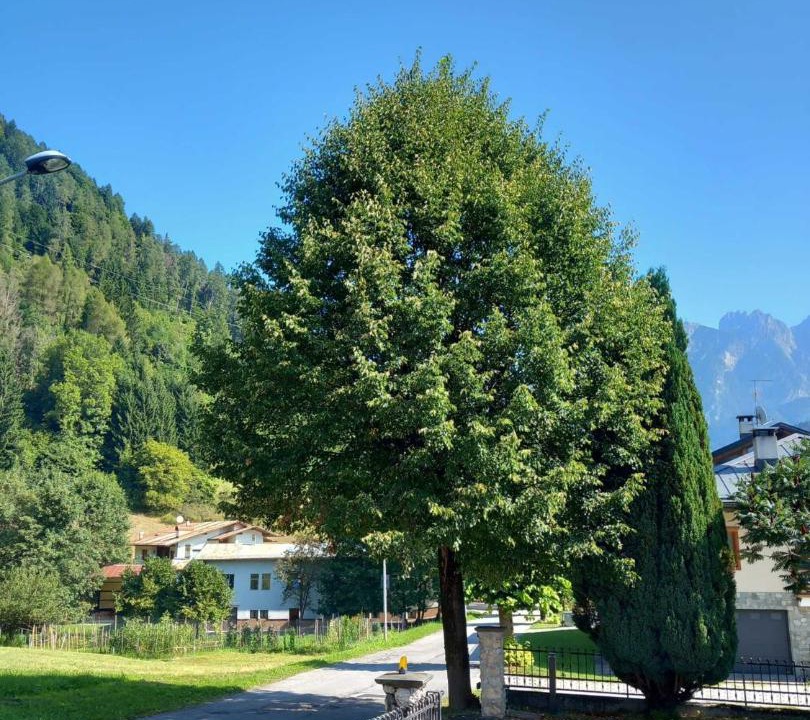 Photo of Outdoor in Lozzo di Cadore