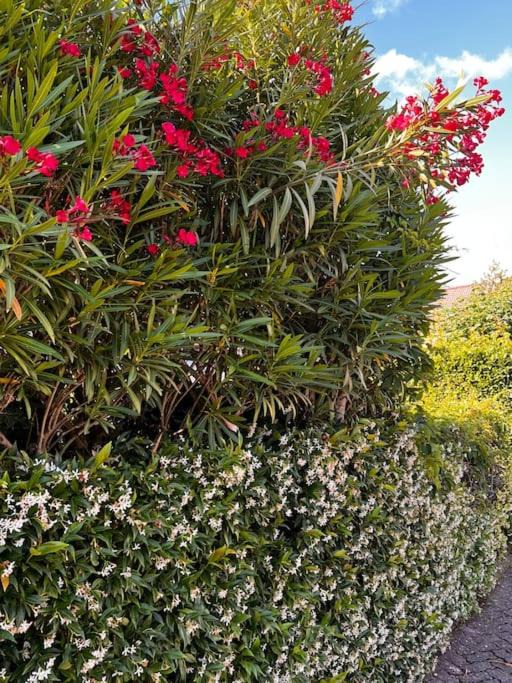 Photo of Outdoor in Pignone