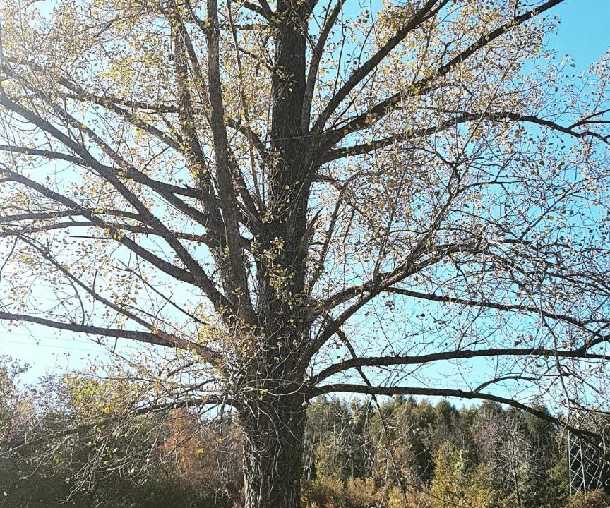 Photo of Others in Ponte nelle Alpi