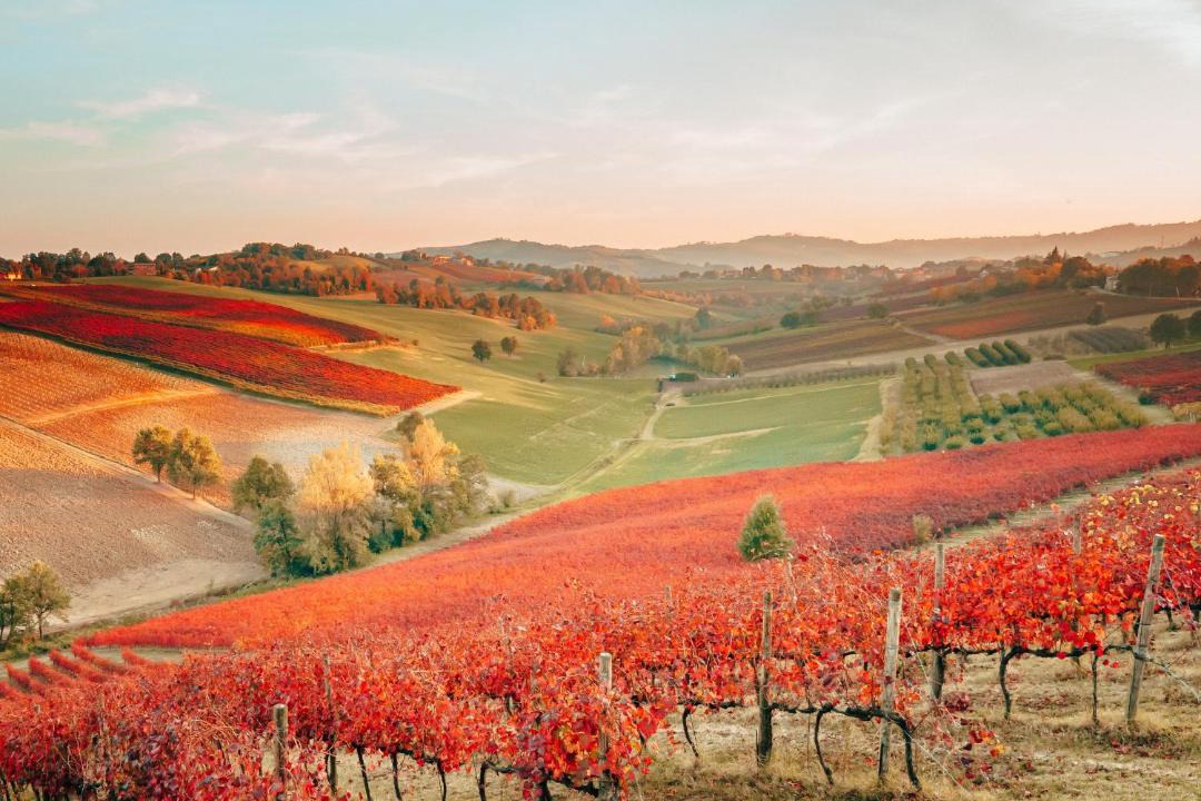 Photo of Others in Castelvetro di Modena