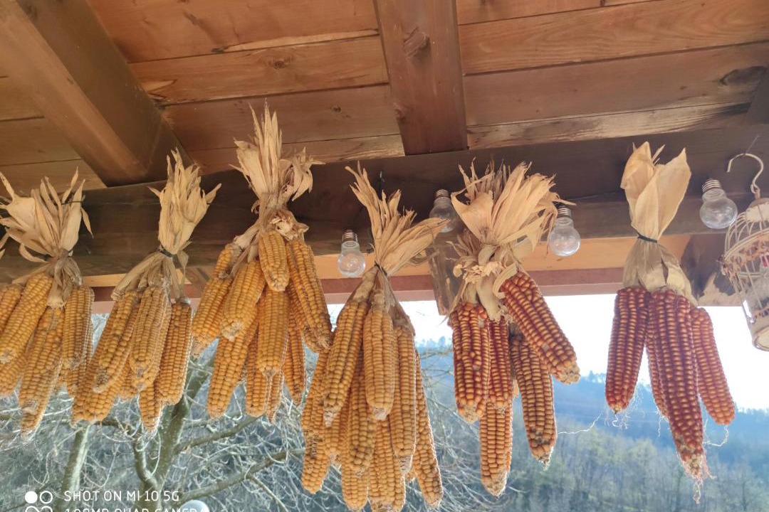 Photo of Others in Borzonasca