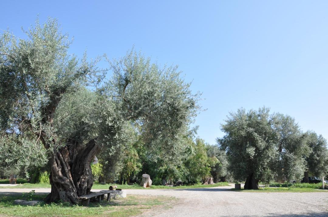 Photo of Others in Calopezzati