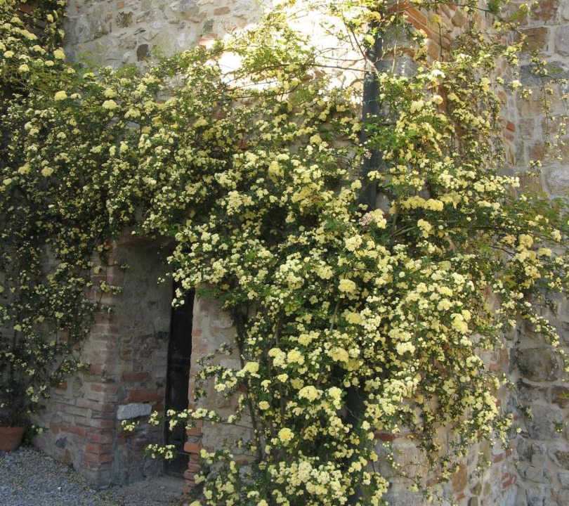 Photo of Others in Volterra