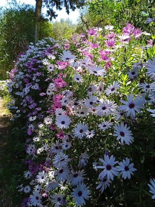 Photo of Outdoor in Alcanterini