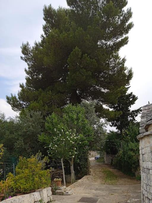 Photo of Others in Alcanterini