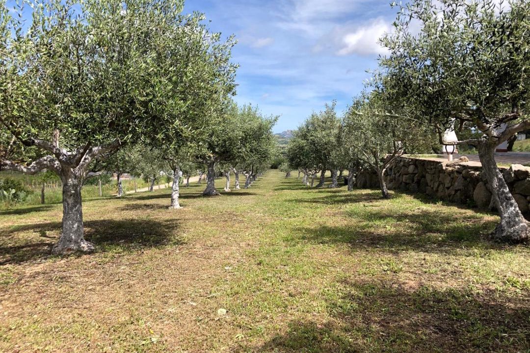 Photo of Outdoor in Berchidda