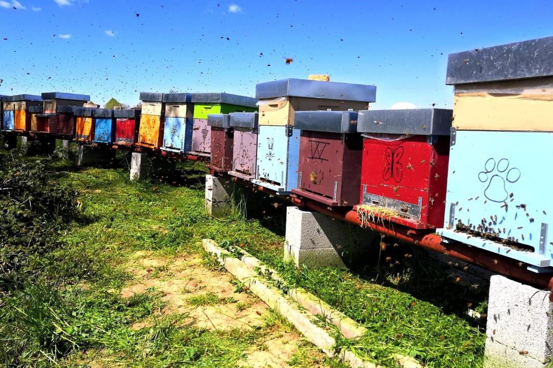 Photo of Others in Solignano