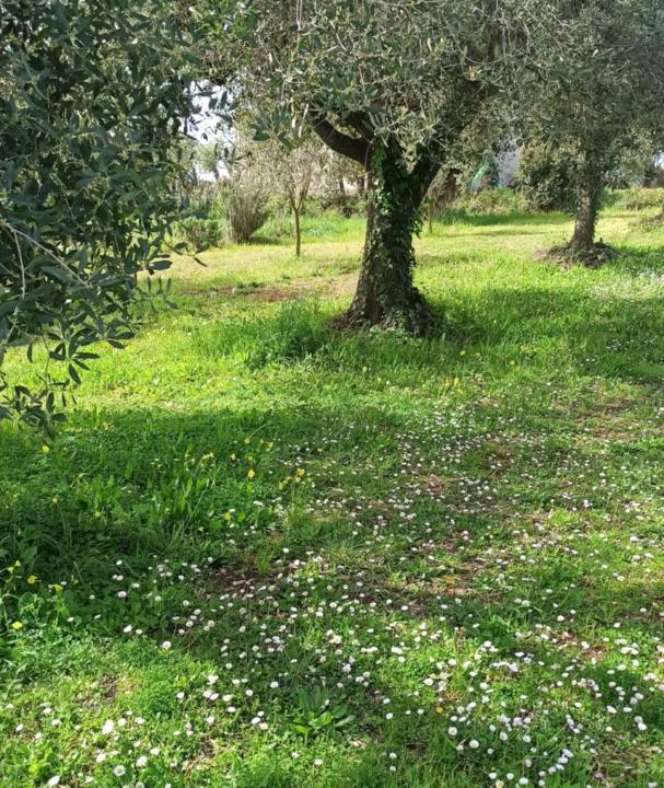 Photo of Outdoor in Albano Laziale